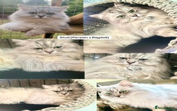 Perdoll cats for sale: PERDOLL KITTENS FOR SALE - Image 4