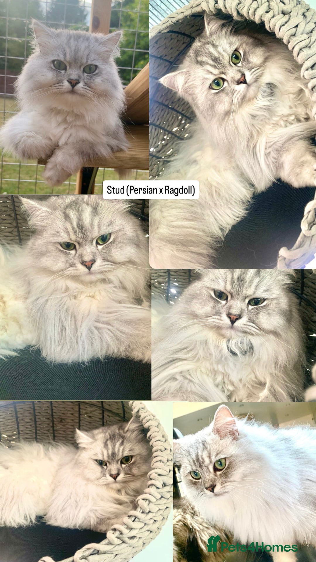 Perdoll cats for sale: PERDOLL KITTENS FOR SALE - Image 4
