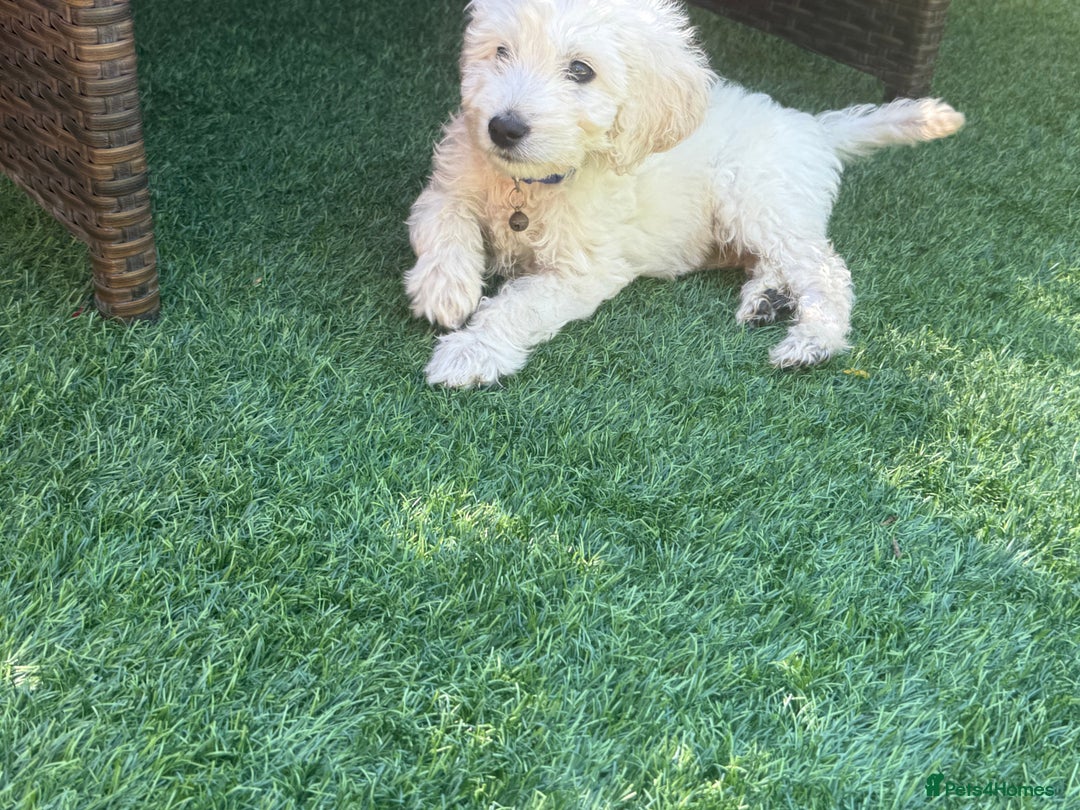 Goldendoodle dogs for sale: F1B GOLDENDOODLE PUPPIES 2 BOYS AVAILABLE  in Farnham - Image 29