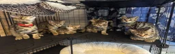 Bengal cats for sale: Stunning beautiful natured bengal cross kittens - Advert 4