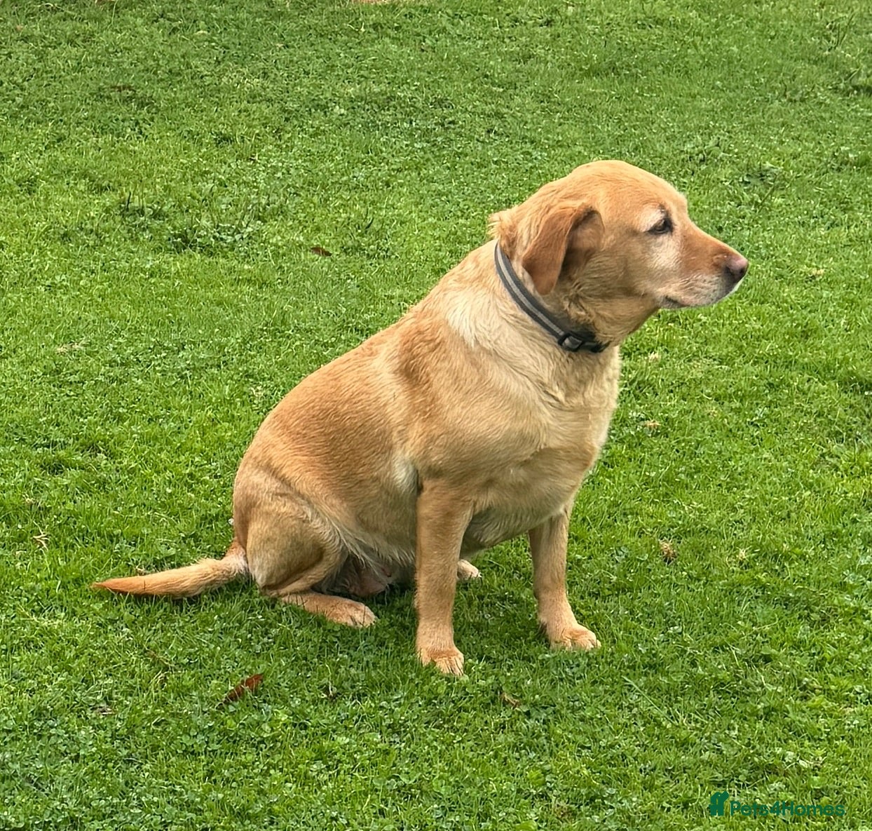 Labrador Retriever dogs Labrador KC Registered Health Tested Female - Advert 1