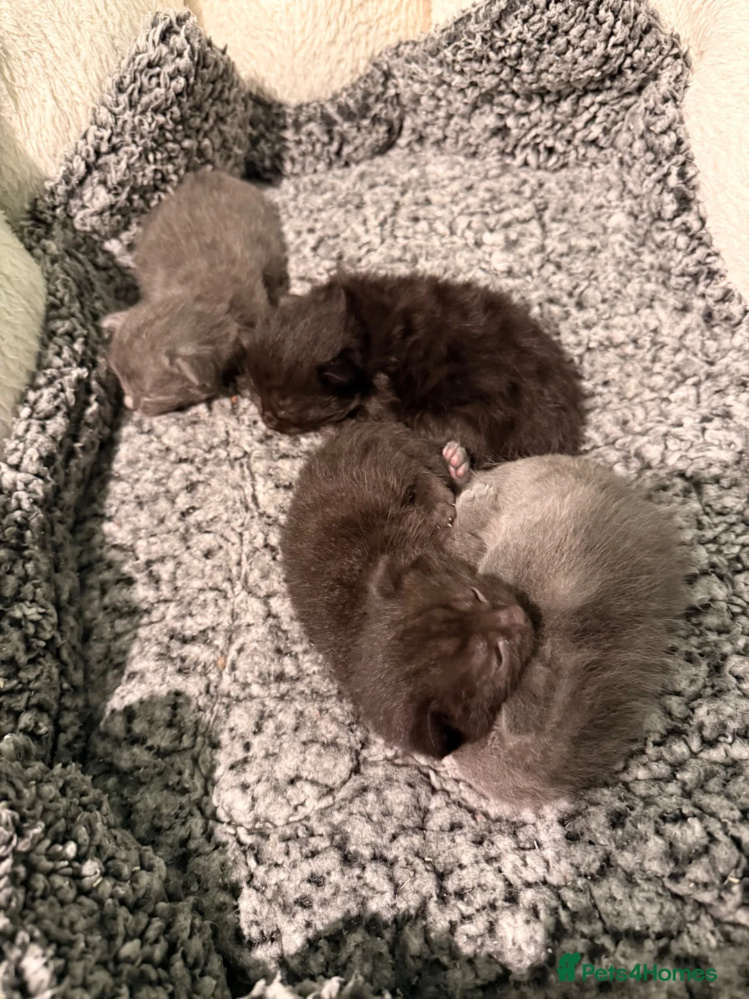 Mixed Breed cats for sale: Gorgeous fluffy kittens - Advert 2