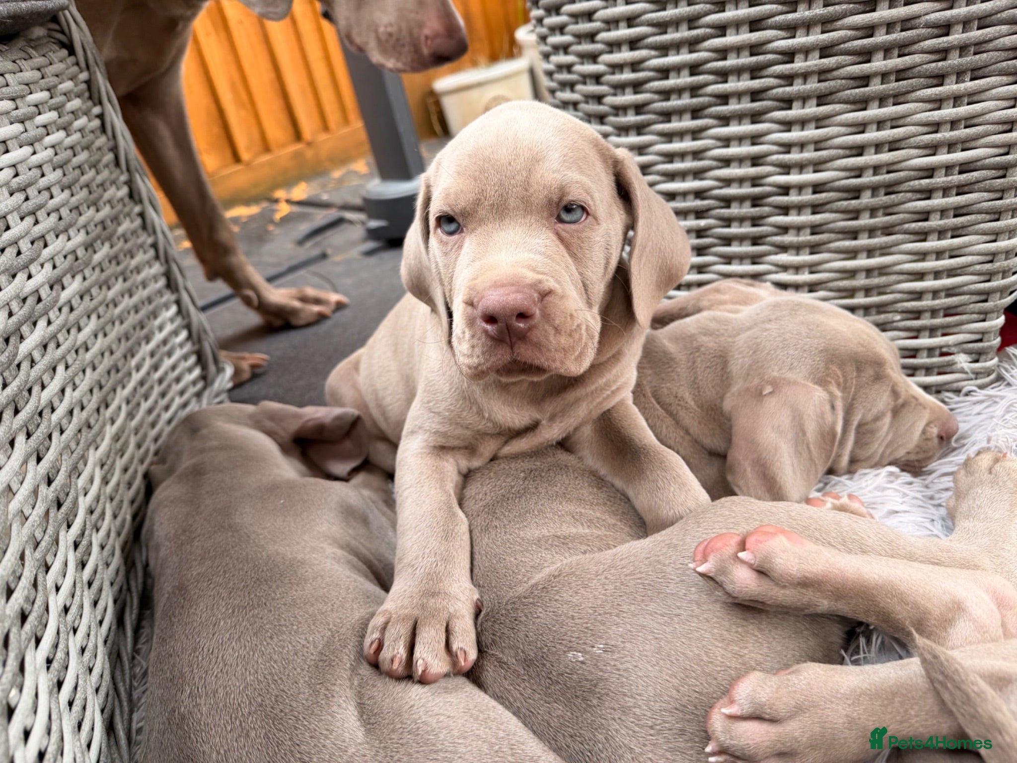 Mixed Breed dogs Beautiful Bullmaraner Puppies x 5  - Advert 1