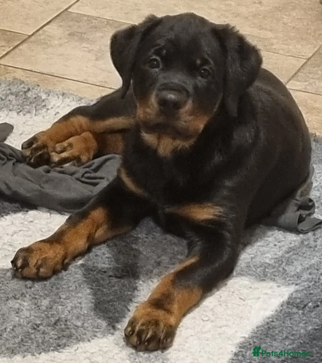 Rottweiler dogs for stud: Kc Registered, proven, health tested stud in Wisbech - Advert 10