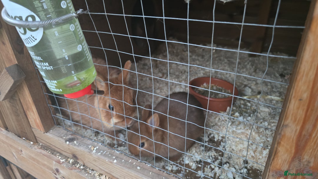 Netherland Dwarf rabbits for sale: Red netherland dwarf doe kit  - Image 2