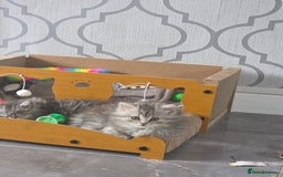 British Shorthair cats for sale: Norwegian forest cat x - Image 9