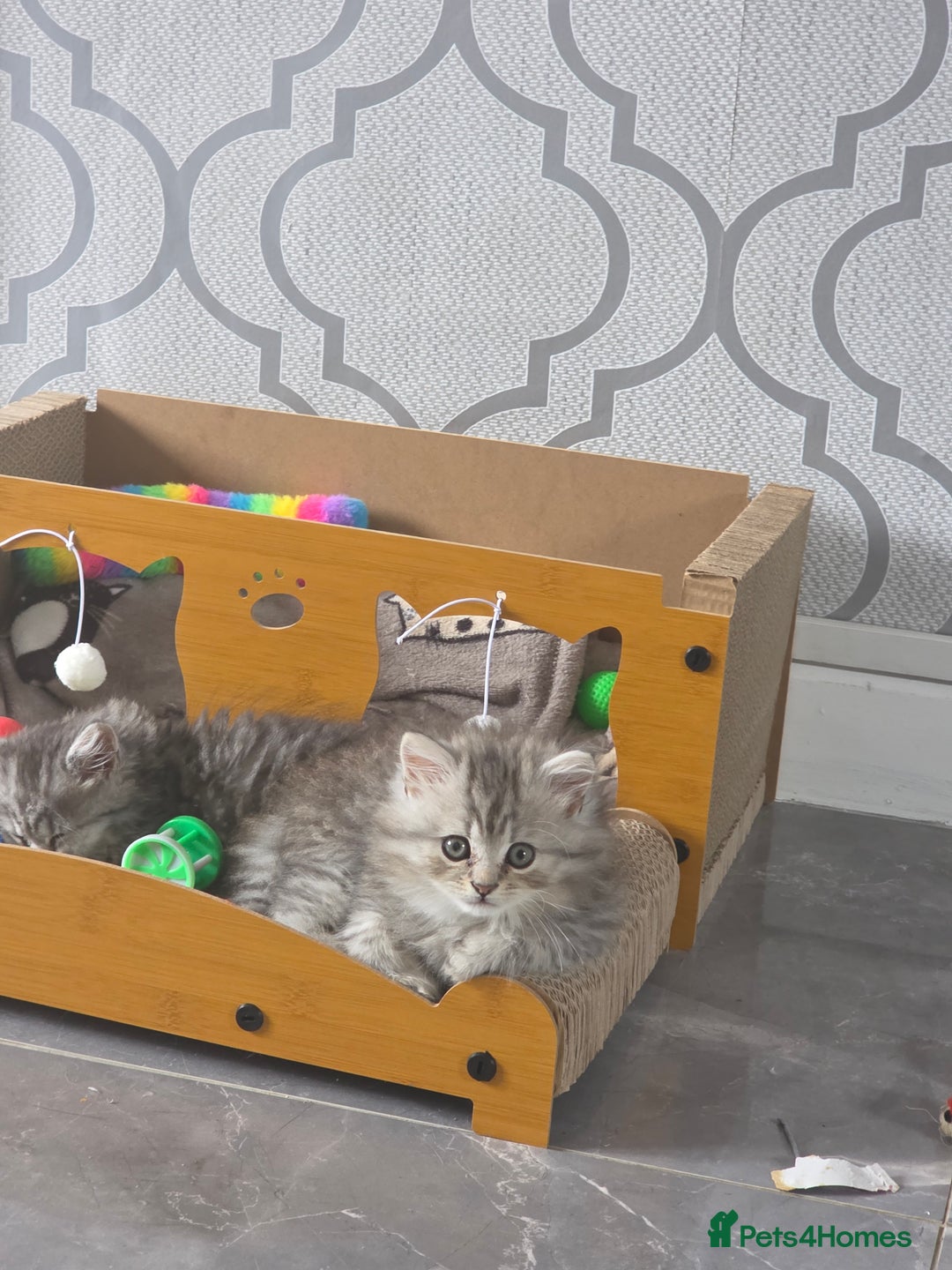 British Shorthair cats for sale: Norwegian forest cat x - Image 9