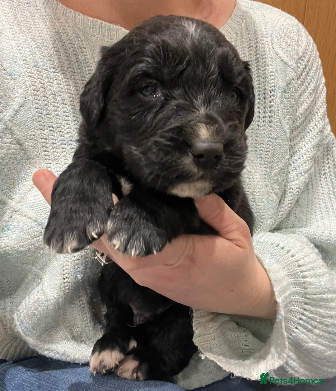 Golden Retriever dogs for sale: Beautiful Bernese Mountain Dog x Golden Retrievers - Advert 20