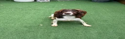 English Springer Spaniel dogs for sale:  OUR LOVELY ANNIE LOOKING FOR A VERY SPECIAL HOME in Doncaster - Advert 3