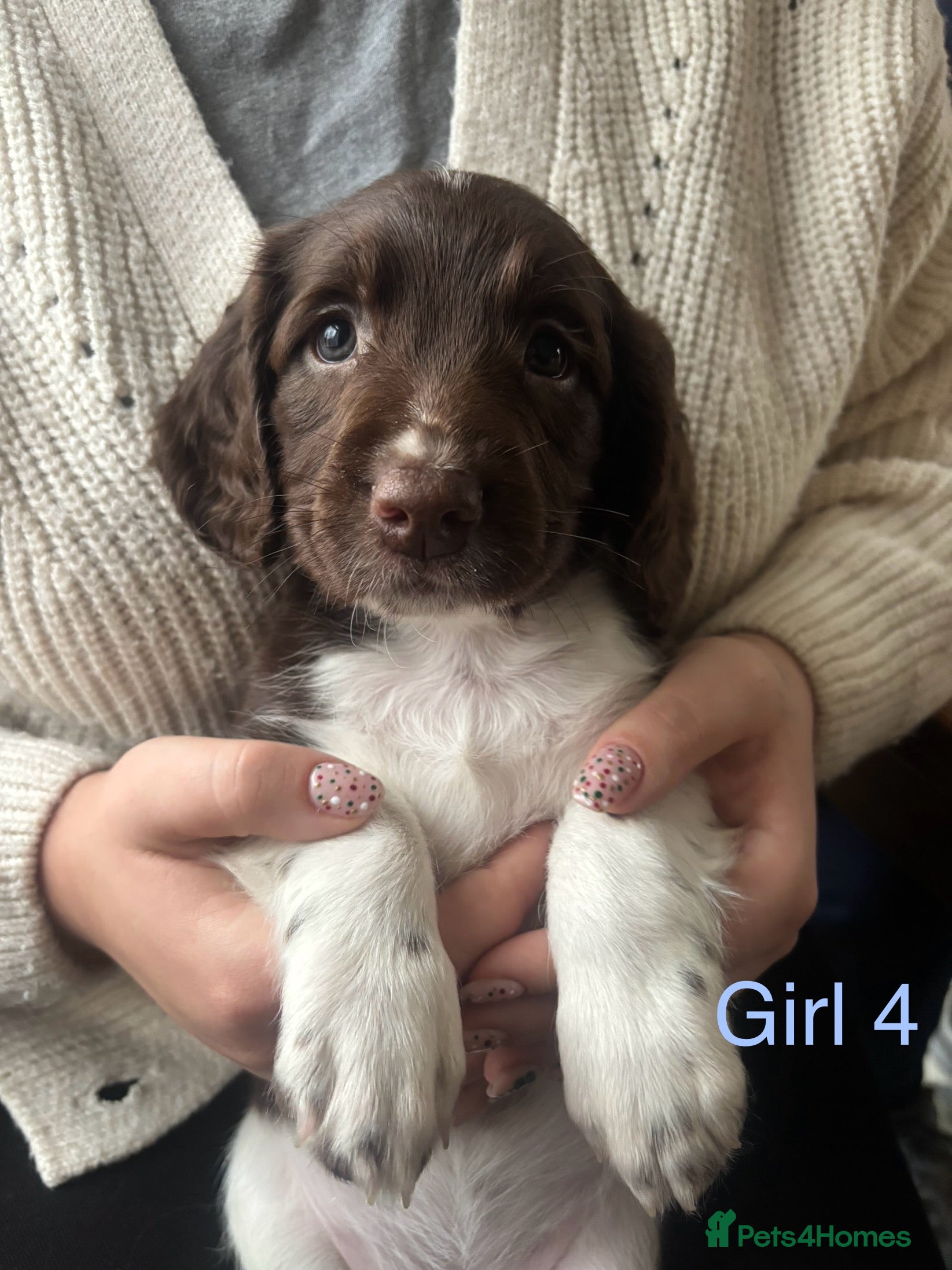 English Springer Spaniel dogs ✨ KC Registered English Springer Spaniel Puppies ✨ - Advert 2
