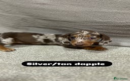 Miniature Dachshund dogs for sale: Stunning pure miniature dachshunds - Image 22