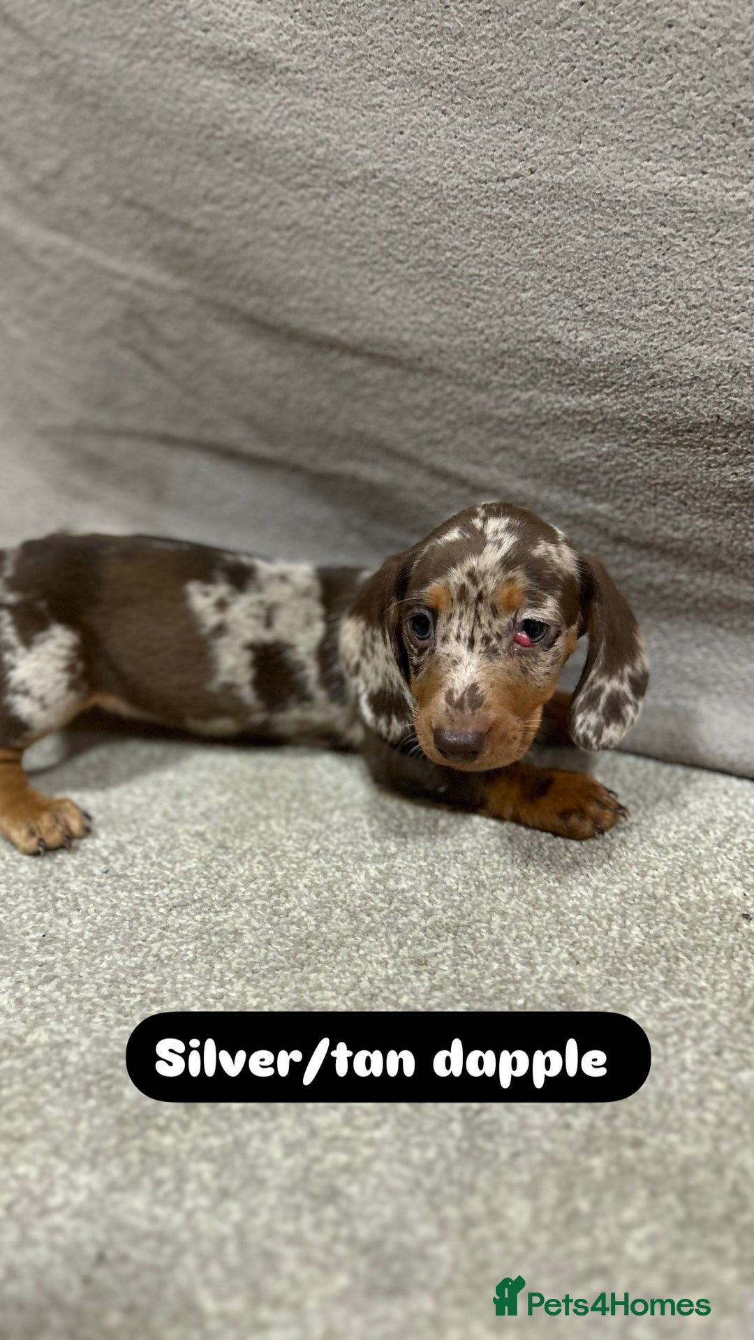 Miniature Dachshund dogs for sale: Stunning pure miniature dachshunds - Image 22