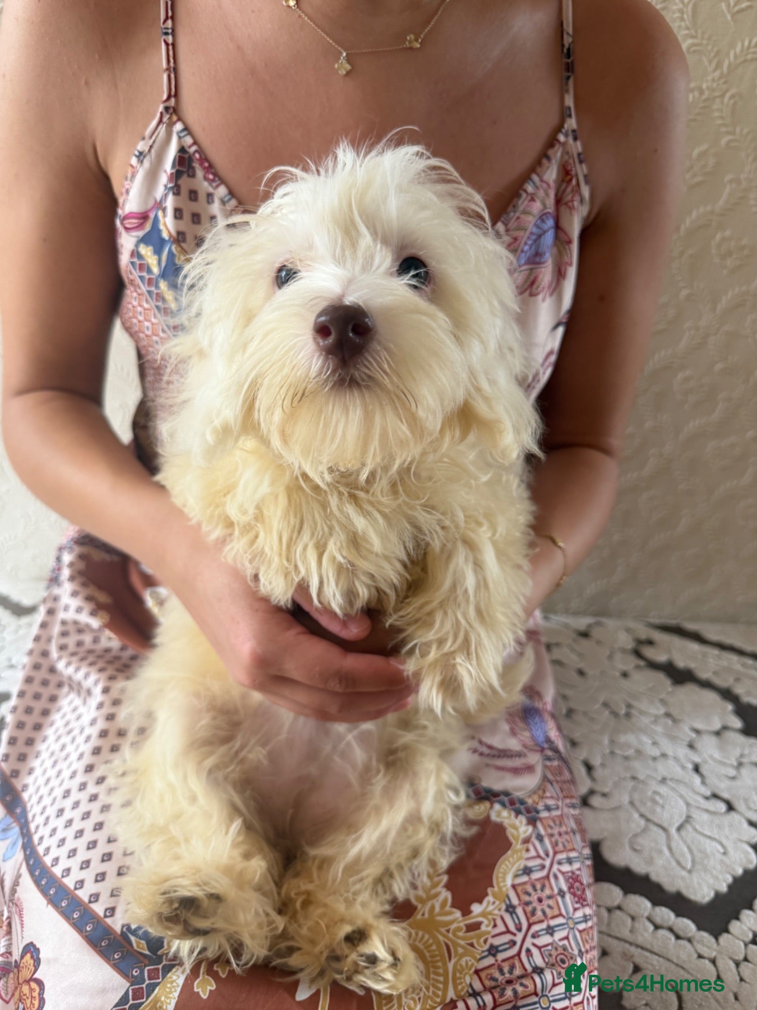 Maltipoo dogs (1 left) house trained toy Maltipoo Puppies  - Advert 2
