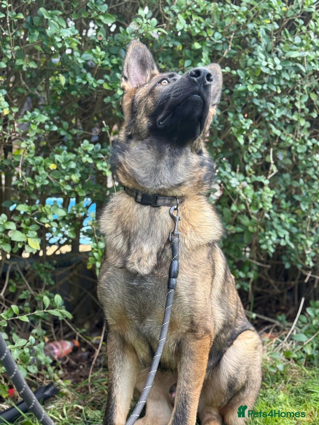 German Shepherd dogs for sale: Beautiful big German shepherd looking for a home - Advert 9