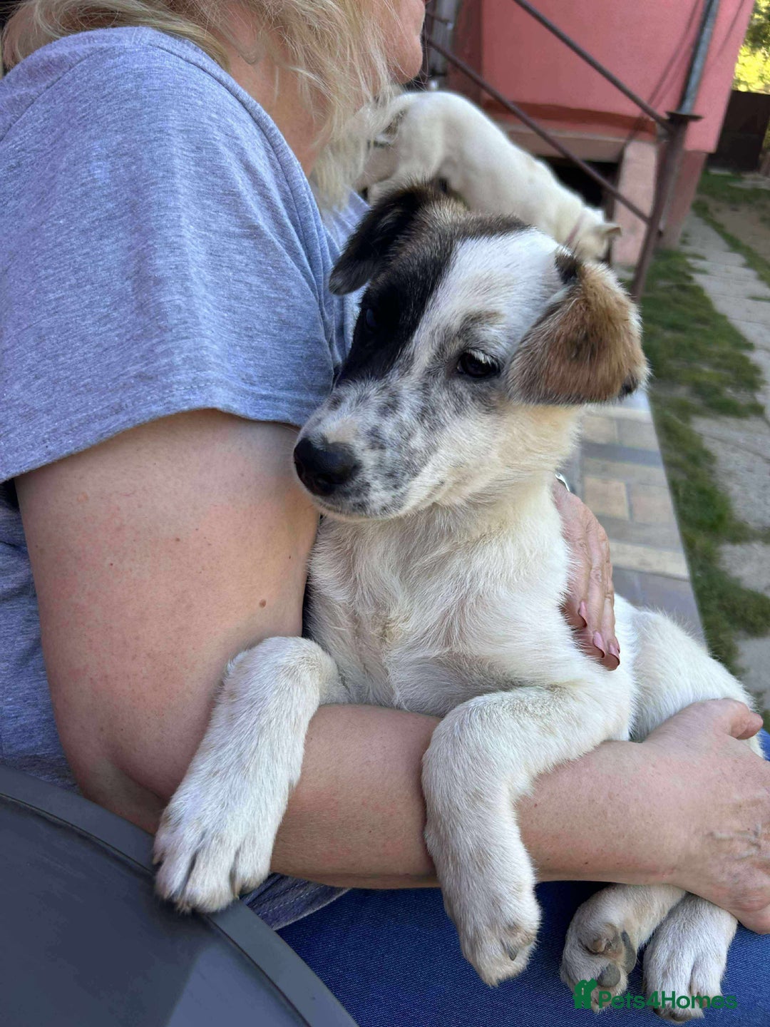 Mixed Breed dogs for adoption: NALA-loving pup girl/great with kids&dogs/happy/ - Image 2