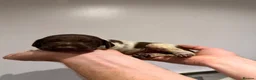 German Shorthaired Pointer dogs for sale: 🏆Exceptional GSP Puppies🏆 - Advert 11