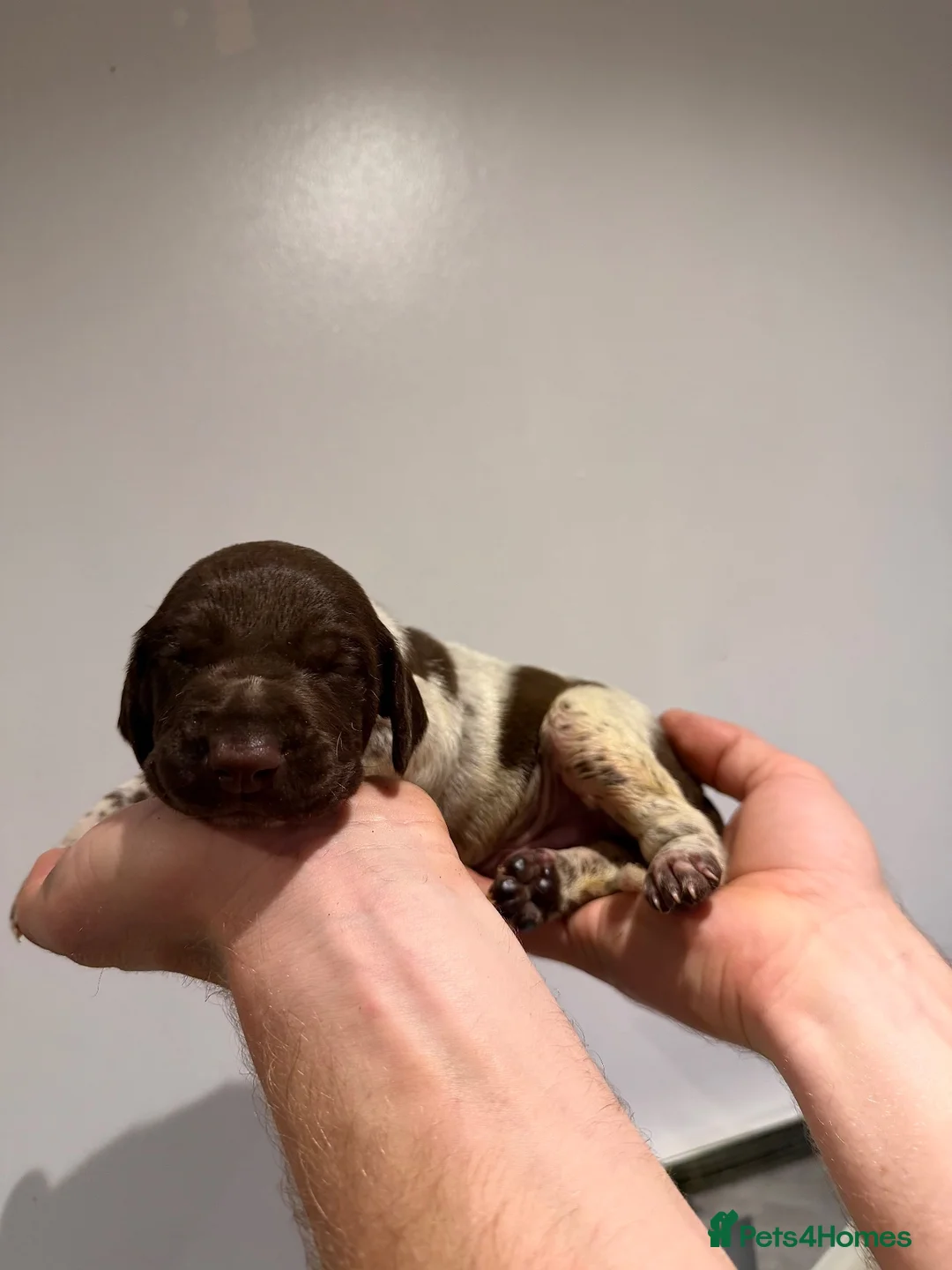 German Shorthaired Pointer dogs for sale: 🏆Exceptional GSP Puppies🏆 - Advert 11