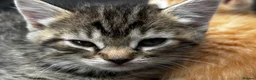 British Shorthair cats for sale: Short Grey & Brown Tabby girl in Burton-on-Trent - Advert 1