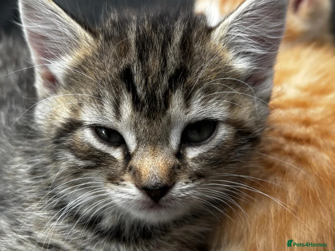 British Shorthair cats for sale: Short Grey & Brown Tabby girl in Burton-on-Trent - Advert 1