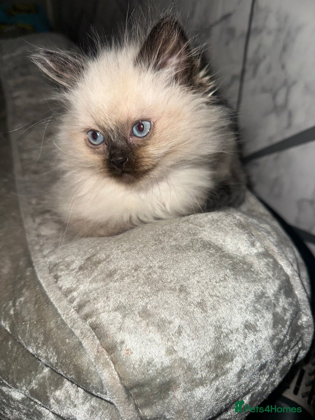 Ragdoll cats for sale: One blue eye female ragdoll kitten - Advert 2
