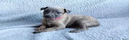 Whippet dogs for sale: KC Registered True to type whippets - Advert 18