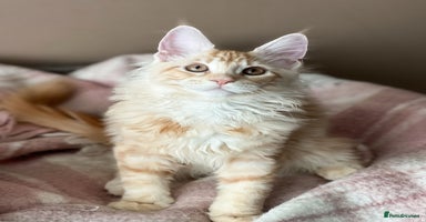 Maine Coon cats Pedigree maine coon kittens ready now - Advert 2