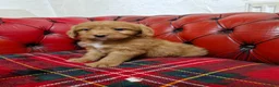 Labradoodle dogs for sale: Miniature Labradoodles   - Advert 3