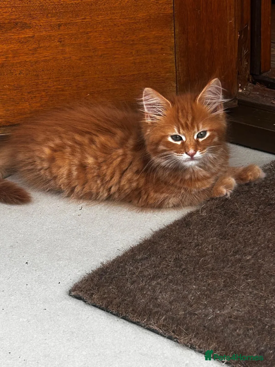 Maine Coon cats for sale: Half Maine Ginger Red Rare Girl Kitten - Advert 1