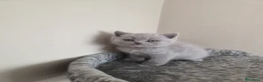 Scottish Fold Kitten 3 ( yellow collar)