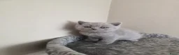 Scottish Fold cats for sale: Beautiful Scottish fold kittens.  in Boston - Advert 18