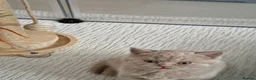 British Shorthair cats for sale: British short hair  - Advert 8