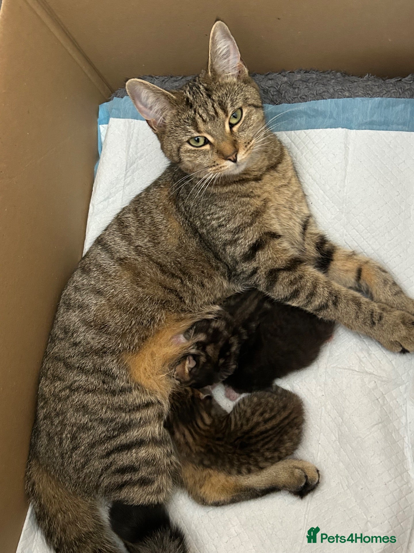 Bengal cats Kitten’s and mother are ready for there homes - Advert 12