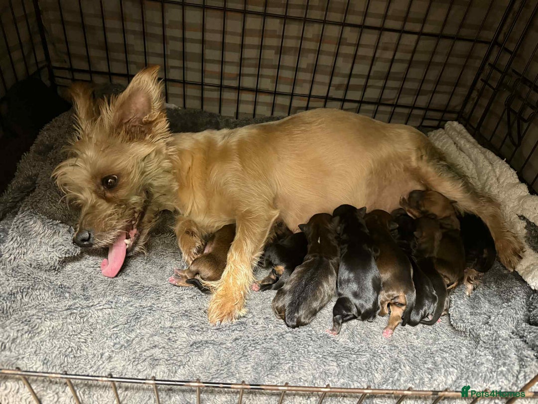 Yorkshire Terrier dogs for sale: Yorkshire Terrier  - Advert 3