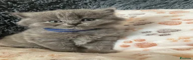 British Shorthair Kitten 3