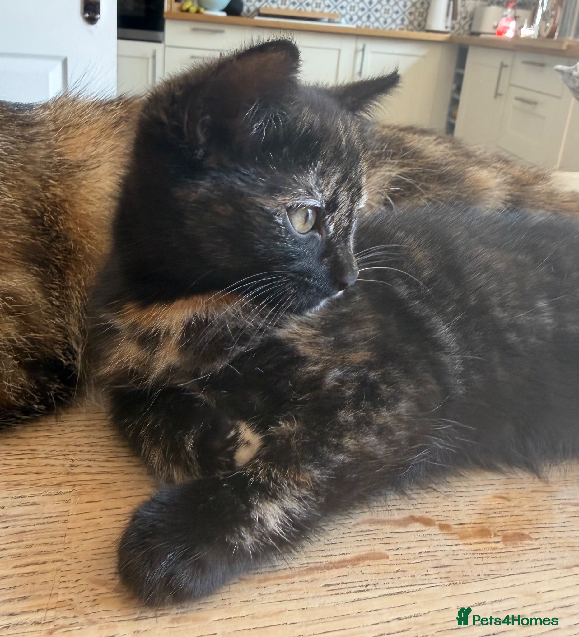 Mixed Breed cats Beautiful Tortoiseshell kitten - Advert 1