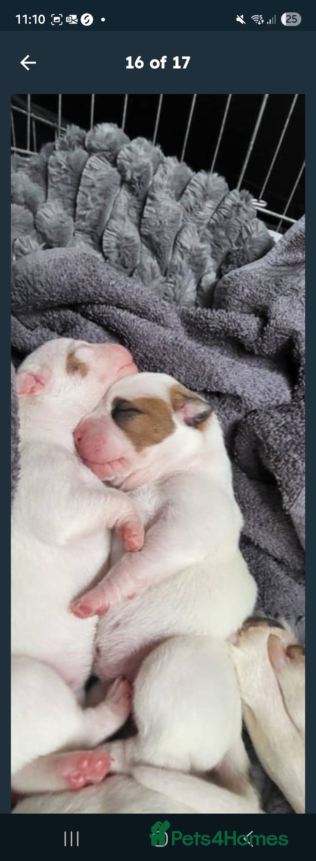 American Bulldog dogs for sale: American bulldog - Image 1