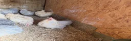 Chickens poultry for sale: Isabella porcelain pekin chickens  - Advert 6