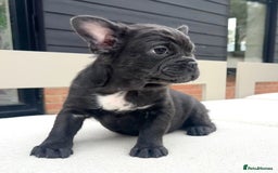 French Bulldog dogs for sale: Fluffy male French bull dog puppies - Image 2