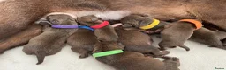 Patterdale Terrier dogs for sale: Chocolate Patterdale Terrier Puppies for sale in Barnsley - Advert 7
