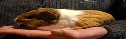 Guinea Pig rodents for sale: Lovely Baby Guinea-pigs Ready Now  - Advert 3