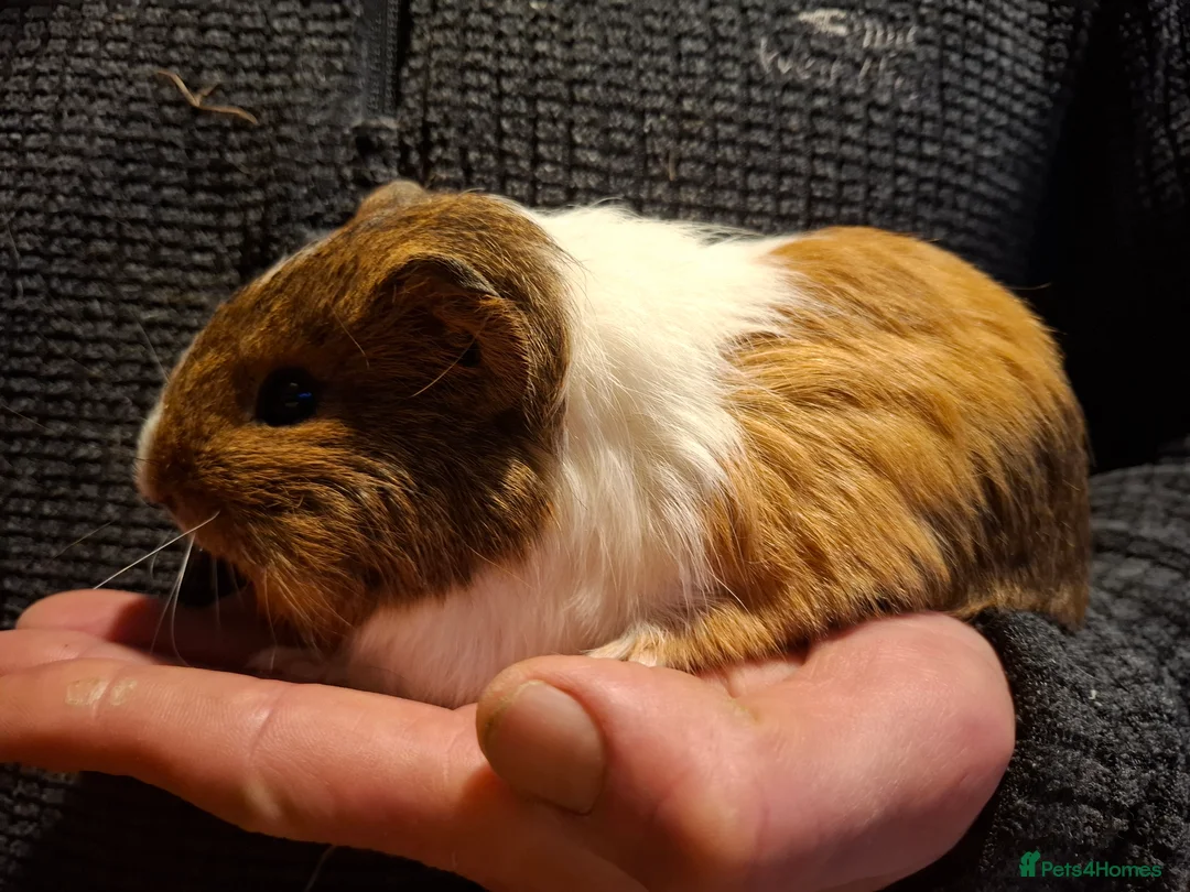 Guinea Pig rodents for sale: Lovely Baby Guinea-pigs Ready Now  - Advert 3