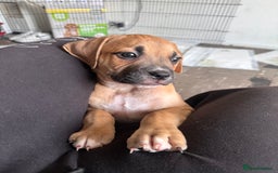 Mixed Breed dogs for sale: Cane corso x staffy  - Image 5