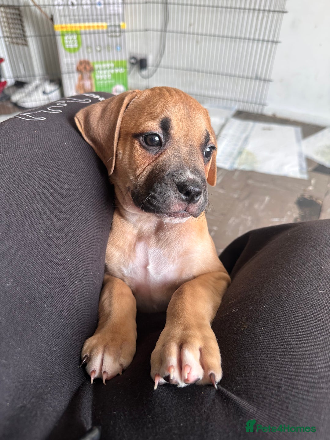Mixed Breed dogs for sale: Cane corso x staffy  - Image 5