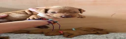 Hungarian Vizsla dogs for sale: KC registered Hungarian Vizsla puppies - Advert 15