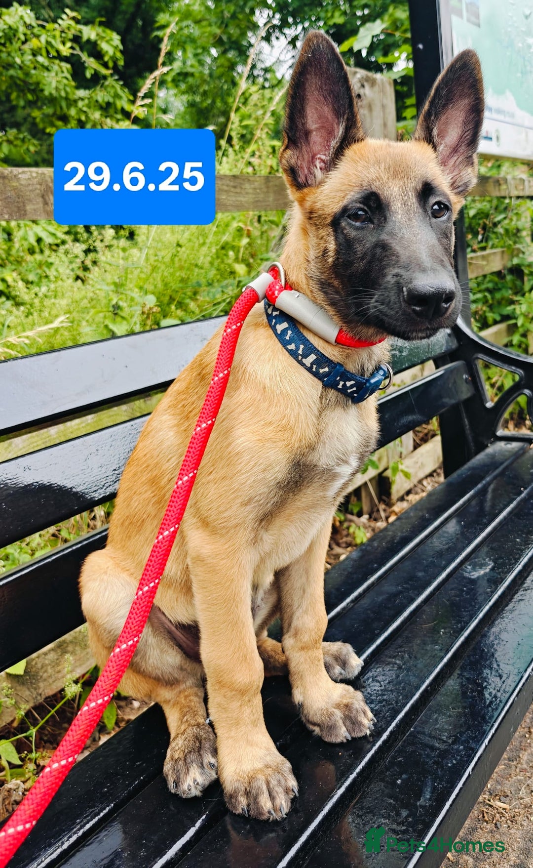 Belgian Shepherd Dog dogs for sale: KC Reg Belgian Shepherd Malinois pups for sale in Newport - Image 19