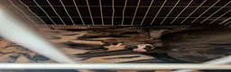 Mixed Breed dogs for sale: Beautiful dogs needing forever home  - Advert 4