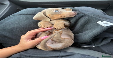 Miniature Dachshund dogs - Advert 6