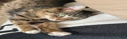 Mixed Breed cats for sale: Little Beau in Leeds - Advert 2