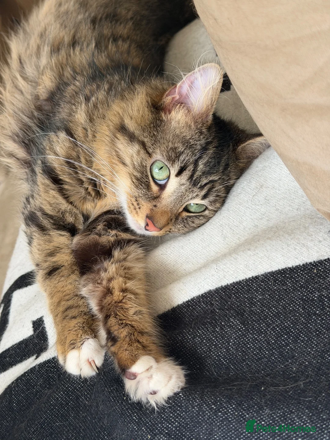 Mixed Breed cats for sale: Little Beau in Leeds - Advert 2