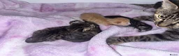 Mixed Breed cats for sale: Kittens looking for loving homes - Advert 4